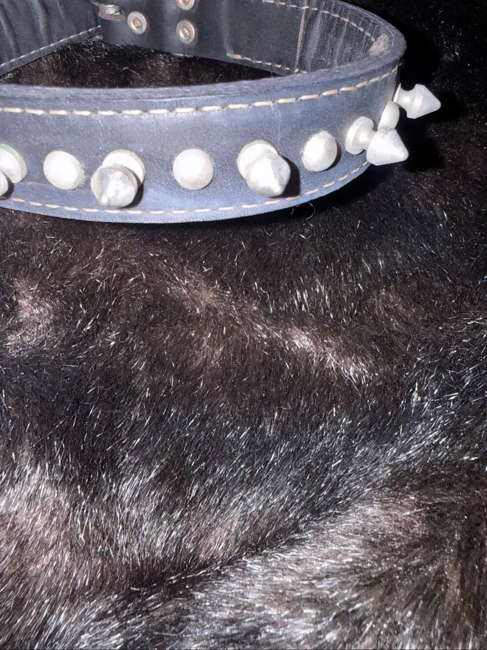 Dog Collar Leather with Studs 1” x 20” for Large Dog or grunge emo fetish
